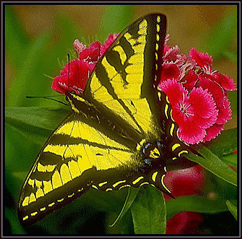 Yellow Swallowtail.